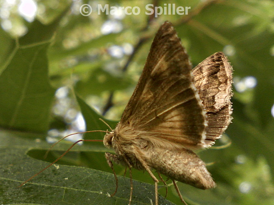 Autographa gamma: involontaria minaccia ?